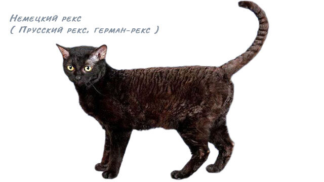 Немецкий рекс - непризнанная порода кошек в CFA | Всё о кошках | Дзен
