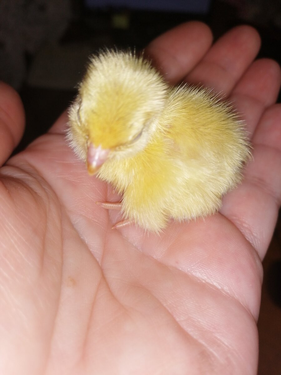 Вот какая маленькая крошечка,а какой шустрик.