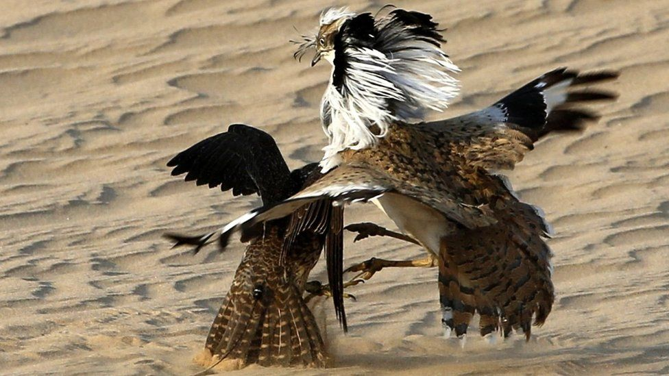 Сокол охотится на дрофу houbara (файл фото)