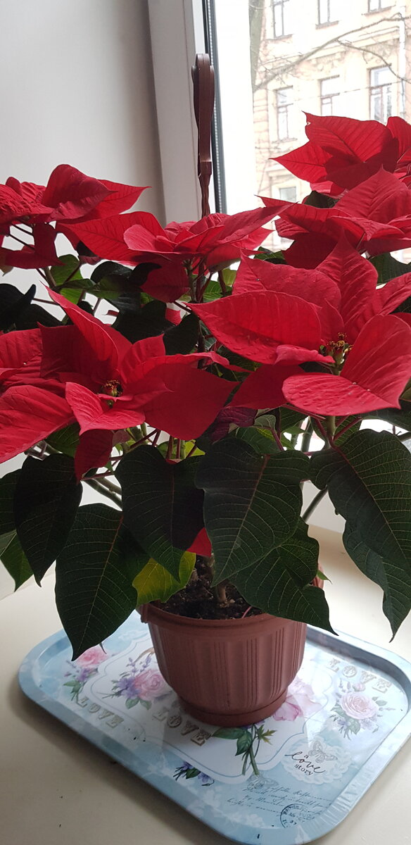 Мой любимый домашний цветочек аленький...