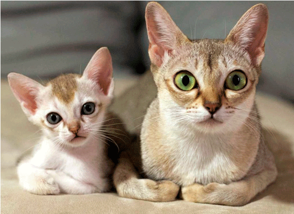 Самые маленькие кошки в мире | Центропресс | сетевое издание | Дзен