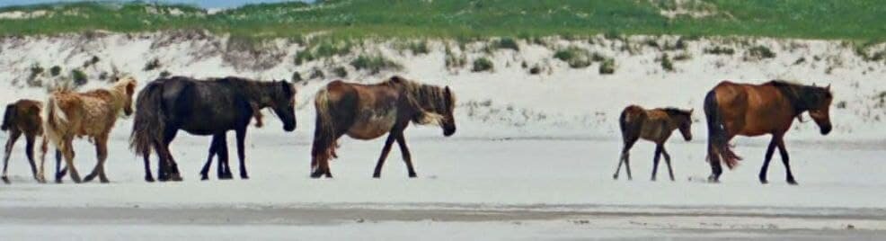 Дикие лошади