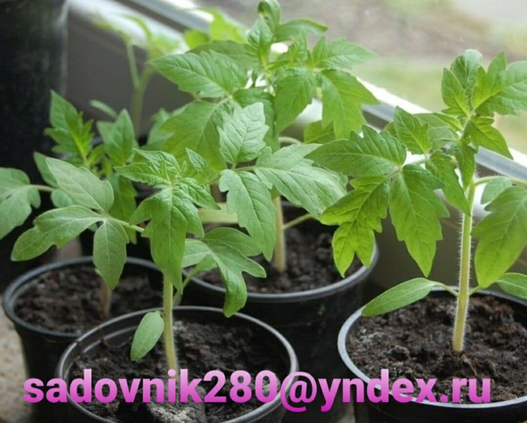 Молодая рассада томатов.