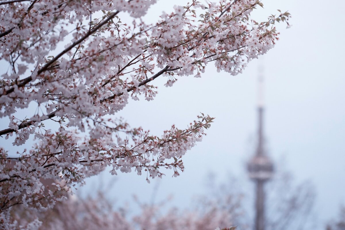 В High Park в Торонто цветёт сакура