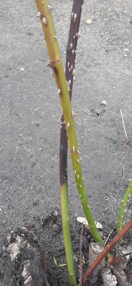 Старая роза рамблер. 