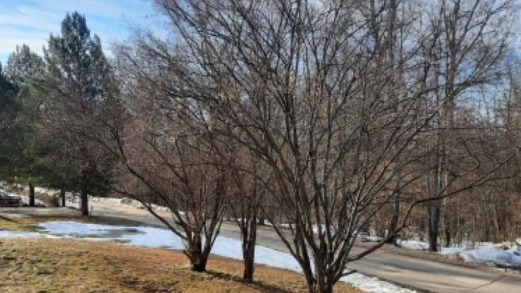 Дорога от моего корпуса.