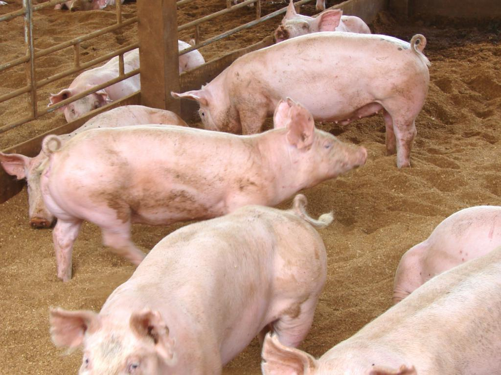 Выращивание свиней в домашних условиях, как бизнес