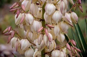  Цветок юкка в домашних условиях демонстрирует достаточно редко, но смотрится он эффектно.