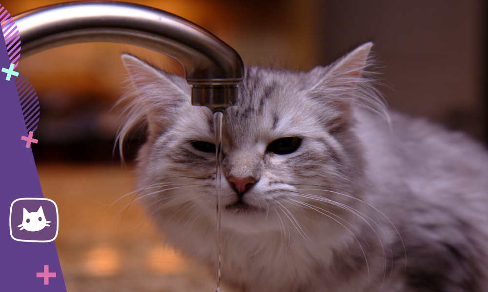 🐱Как заставить кошку пить больше воды | Нос, хвост, лапы | Дзен