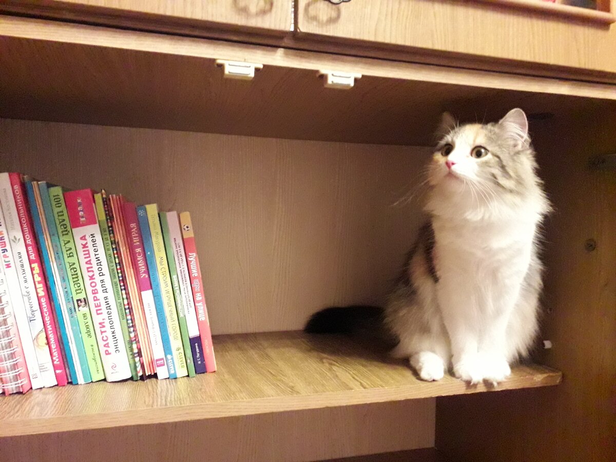 Шкаф за шкафом, полочка за полочкой. Ну а с помощниками вообще не уборка, а песня