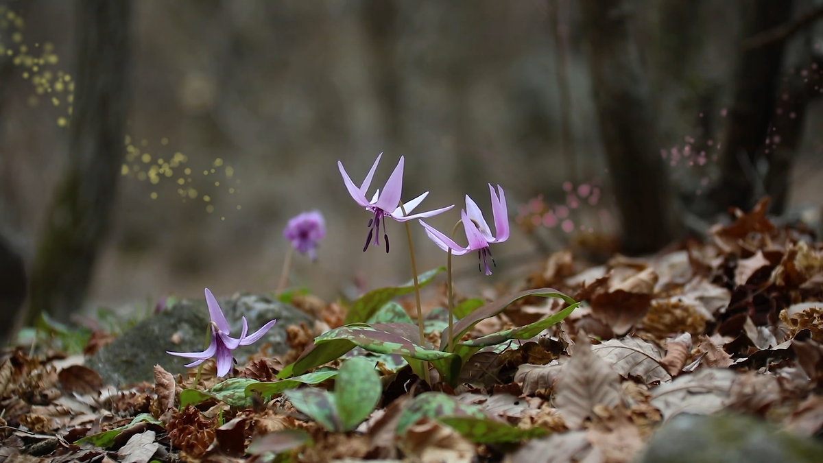 Лесные орхидеи