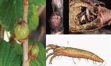 Смородиновый почковый клещ (фото с Яндекс.картинки)