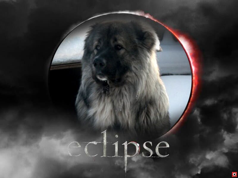 КО Бархан Душа Волка