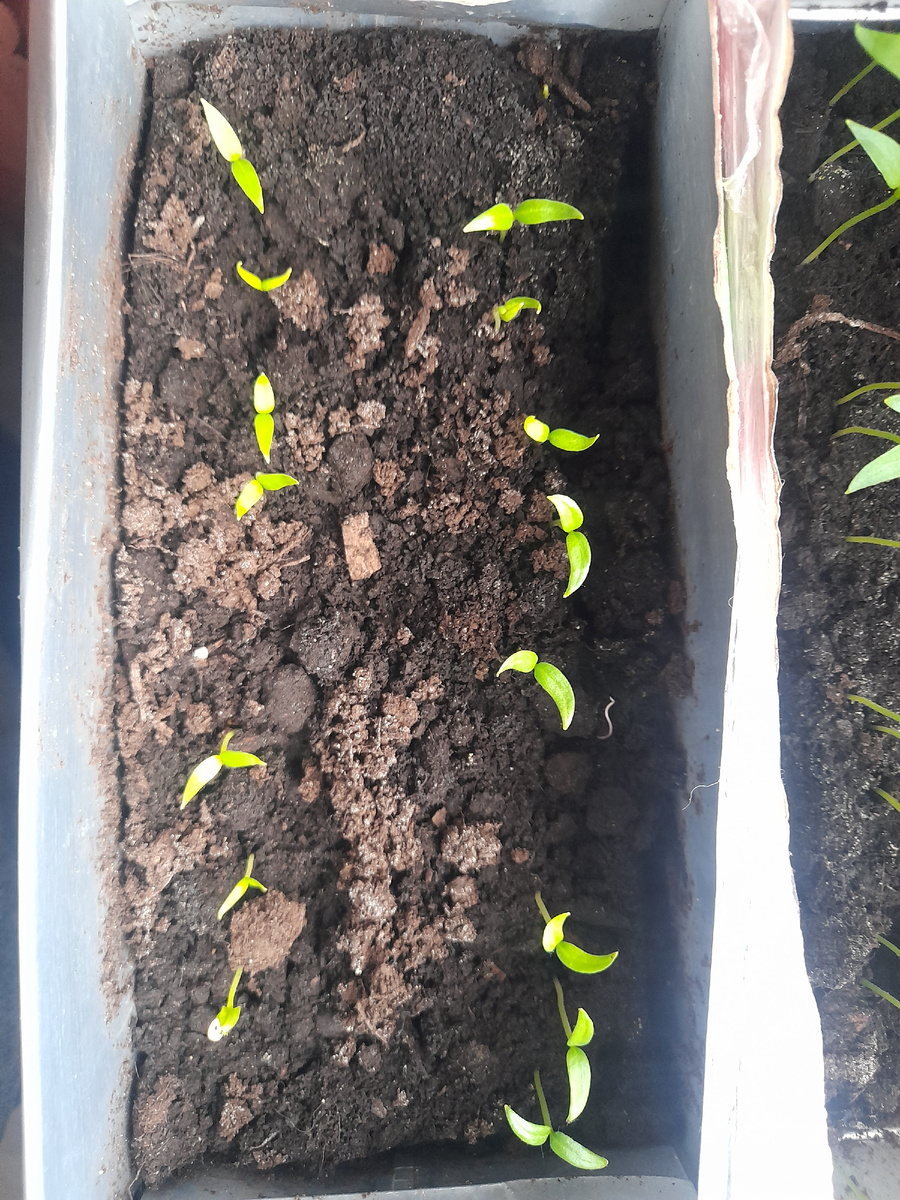 Росточки слева- перцы Ласточка. Из 10 штук вылезли 7.