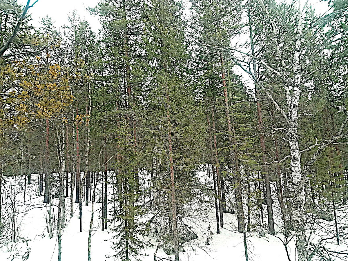 Если присмотреться - можно увидеть 2 плеча антены уходищие от центра вниз и кабель подсоединённый в центр антены.