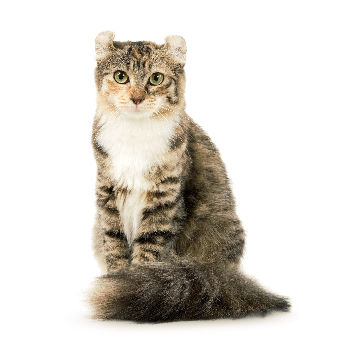 Американский керл