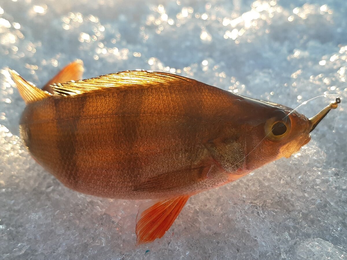 окунь спортивного размера на мормышку "Кобра" - оз. Заднее