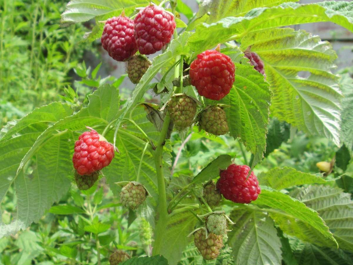 малина ряды. ягодные кустарники малина. малина сорт бархатная. малина мелкоцветковая. малина растет.