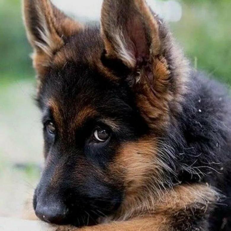 Фото из открытых источников интернета