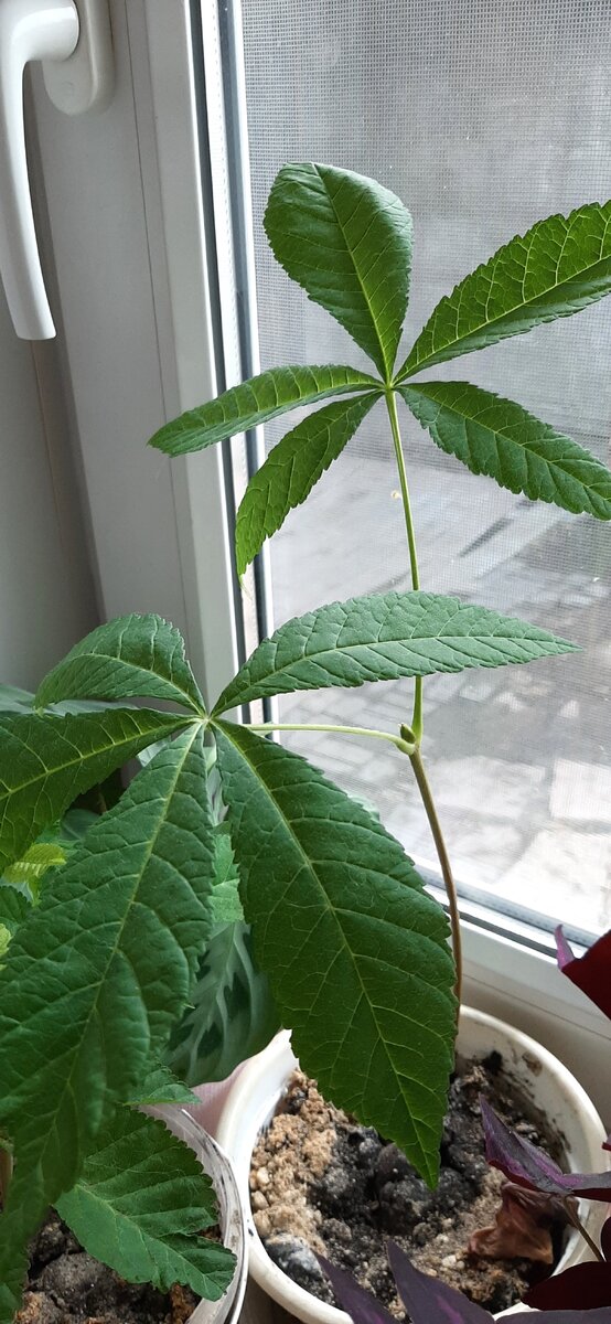 Вот какой он уже вырос