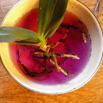 Сделать   все   правильно   можно   либо   перекисью ,  либо   раствором   марганцовки.  