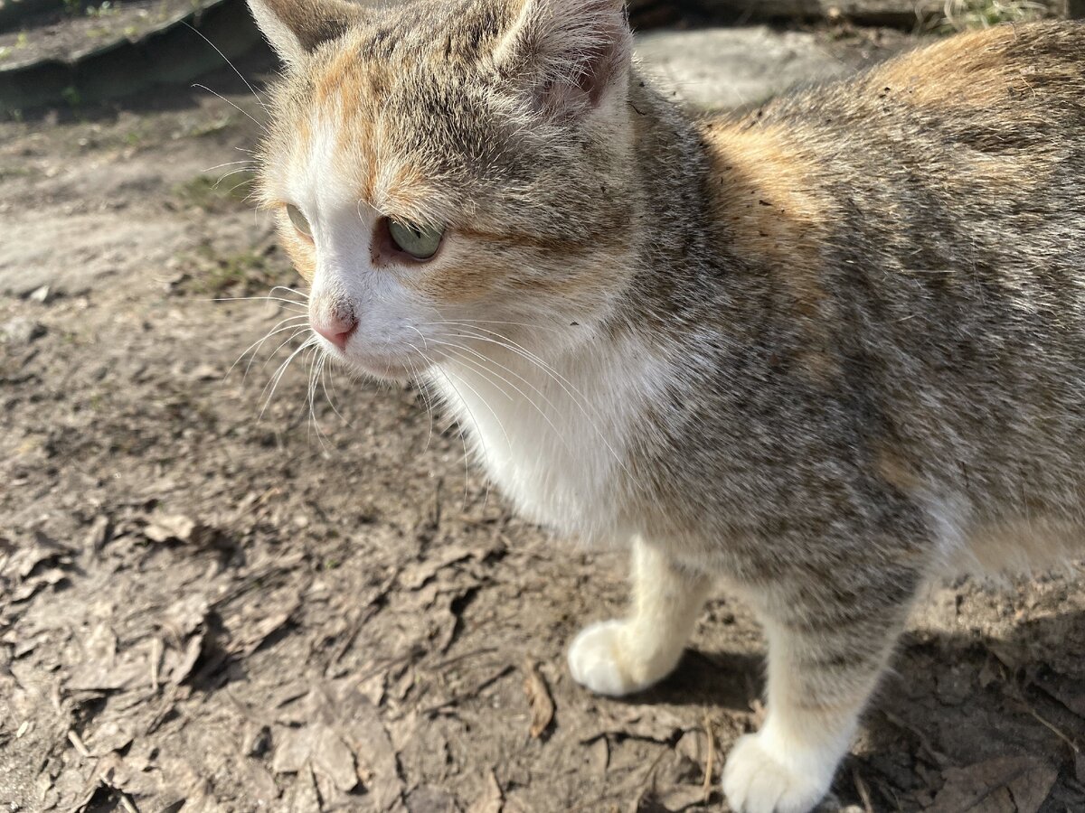 Исходное изображение в формате HEIC