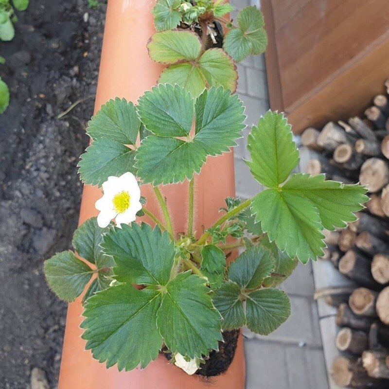 Фото https://www.instagram.com/p/B_Z5-xqFmAF/