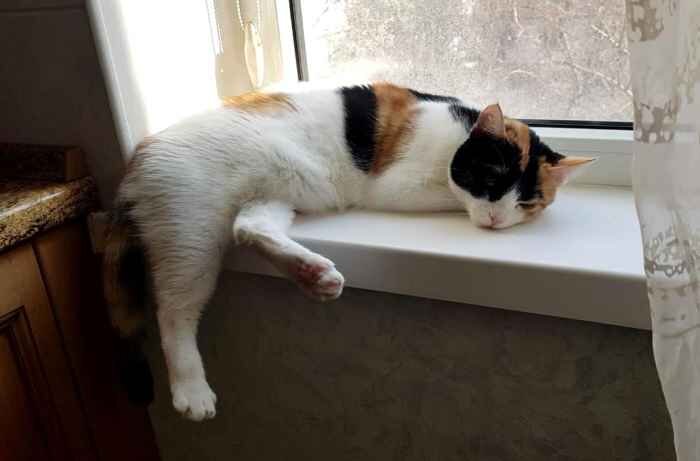 И какой смысл вот так неудобно свисать, всё равно в окно же не смотрит?