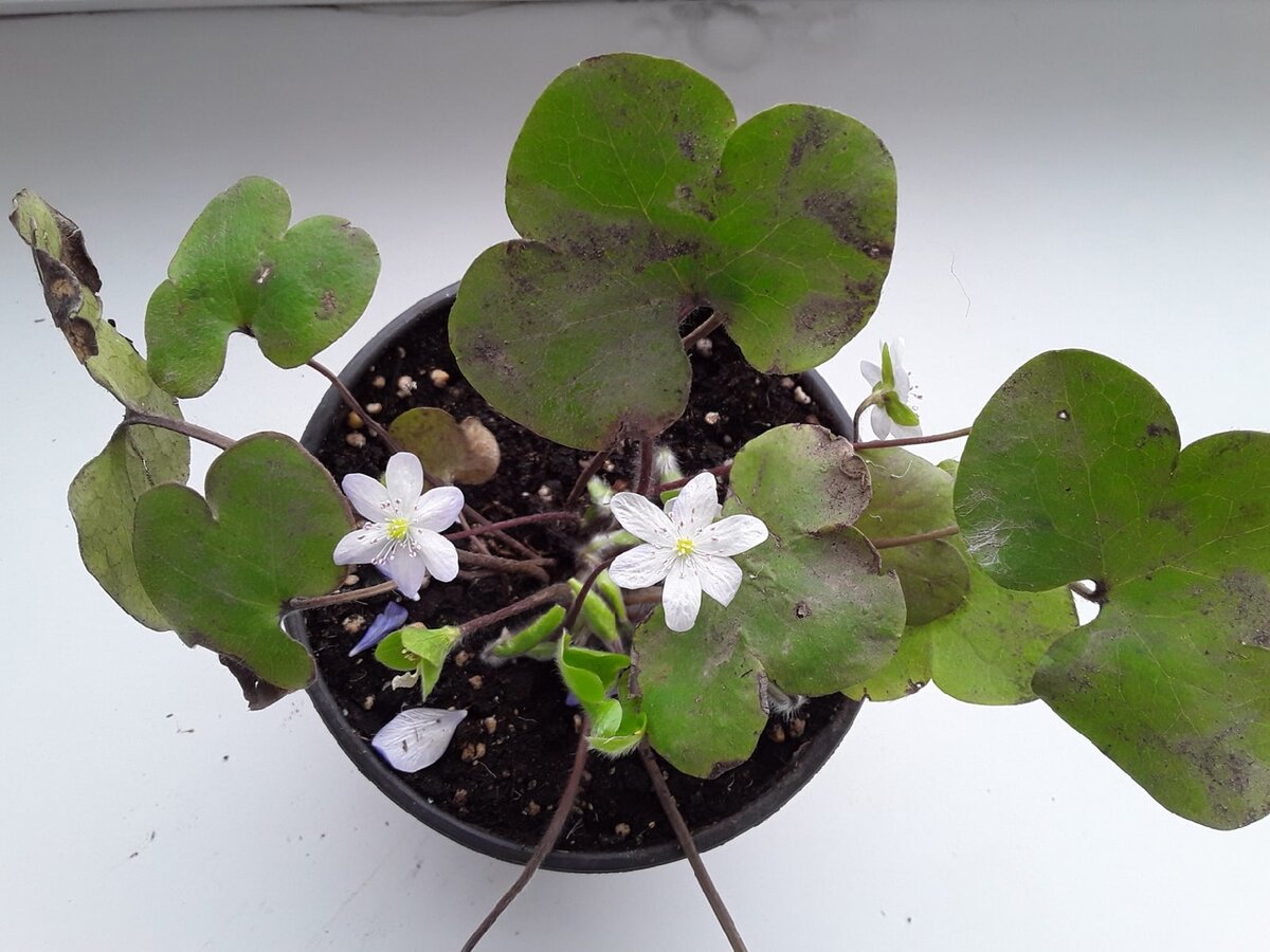 Коллекцию белых цветов теперь пополнила и печеночница