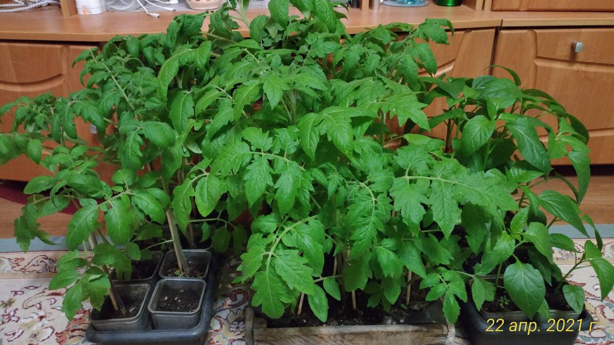 вот такая зелень в сад растёт