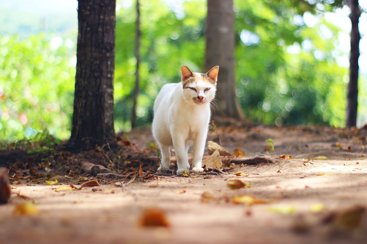 Нужно ли выгуливать кошку, которая живёт в квартире? | ZOO CHANNEL | Дзен