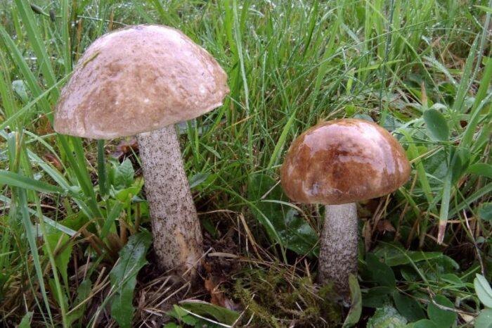 Сведений о том, кто первый нашел и описал данную разновидность эукариотов, пока нет.