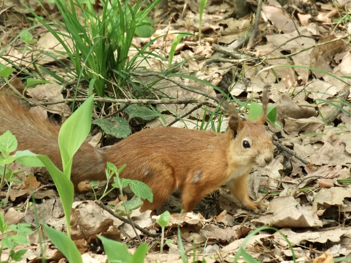 В осеннем лесу