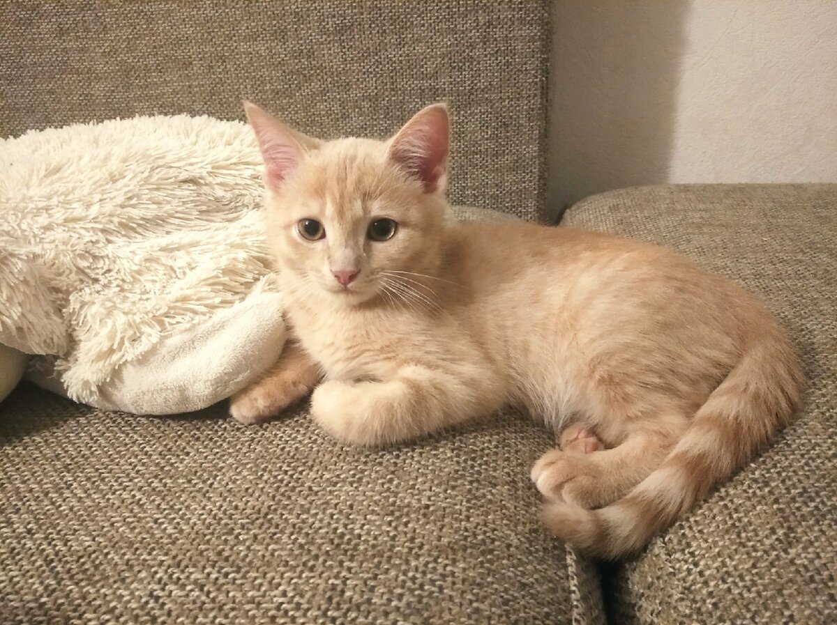 Симба - лучший друг Черныша