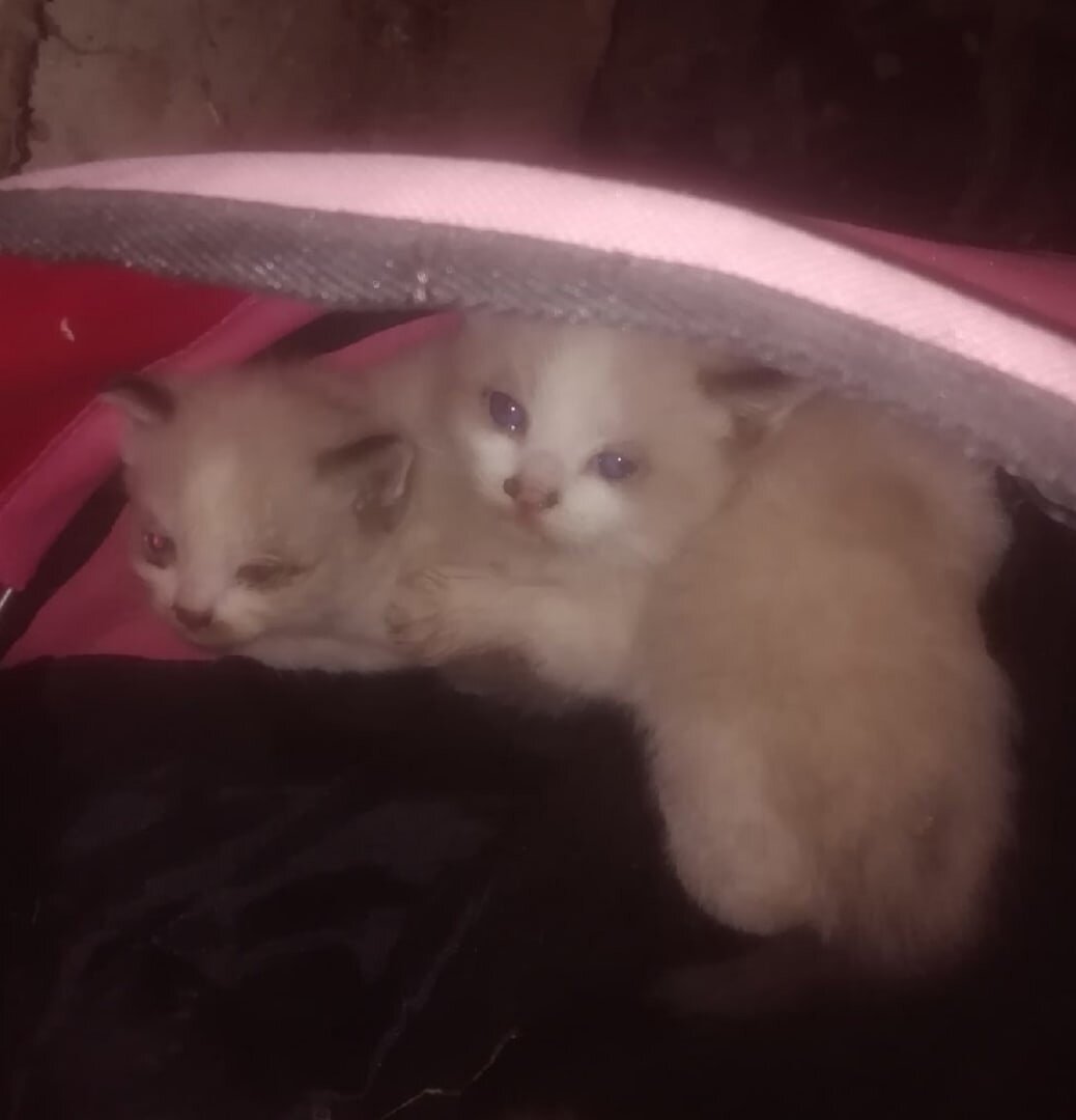 Этих малышей кто-то выкинул в подвал, их было трое...