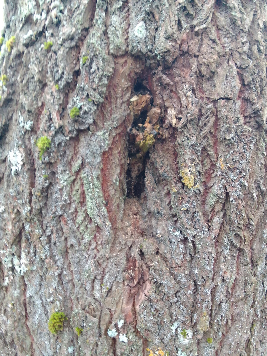 Дупло в большой вербе