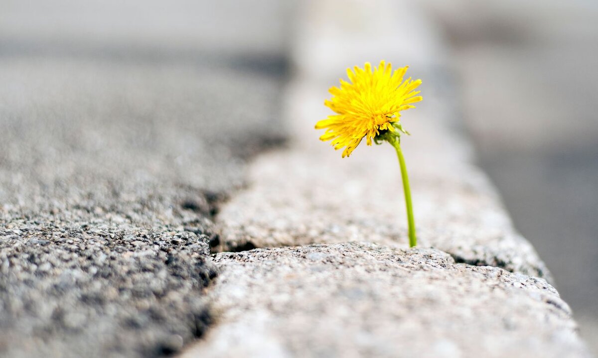 яндекс картинки.