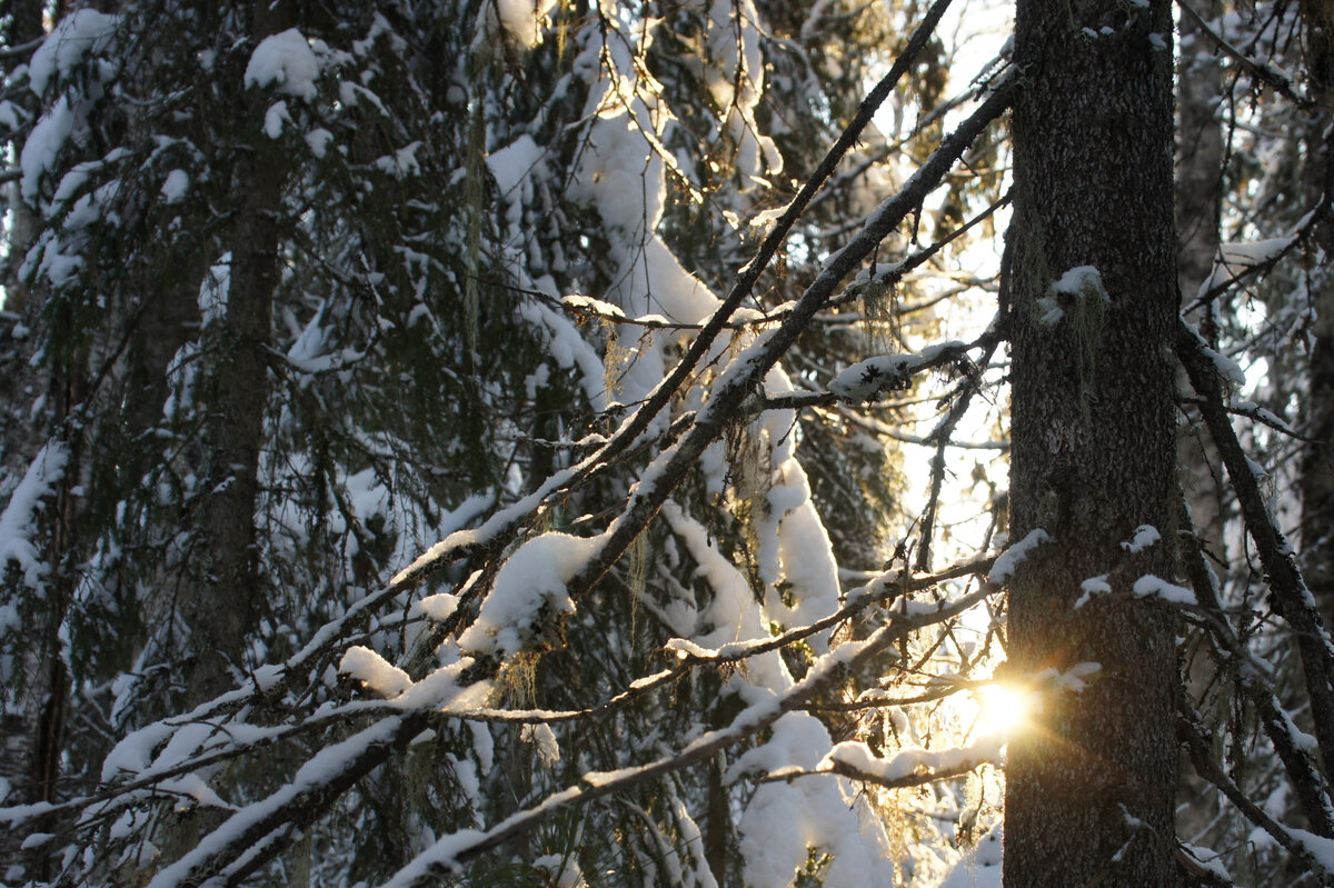 Лишайник на ветках ели >>