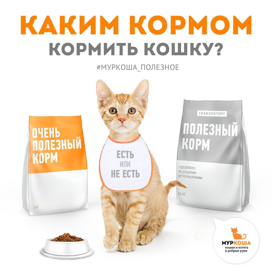 Каким кормом кормить кошку? Часть 2 | Центр помощи кошкам «Муркоша» | Дзен