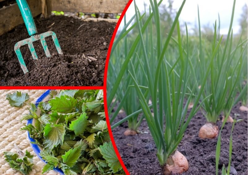 Удобрение лука