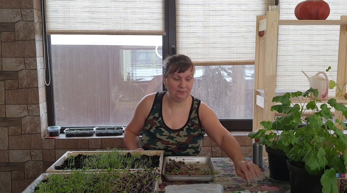 Микрозелень на моем подоконнике