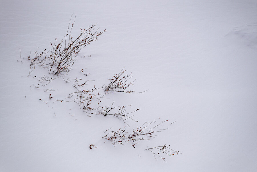 Путешествие по Алтаю в поисках снежных барсов (12 фото)