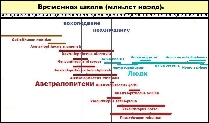 Время жизни видов людей и австралопитековых. (википедия)