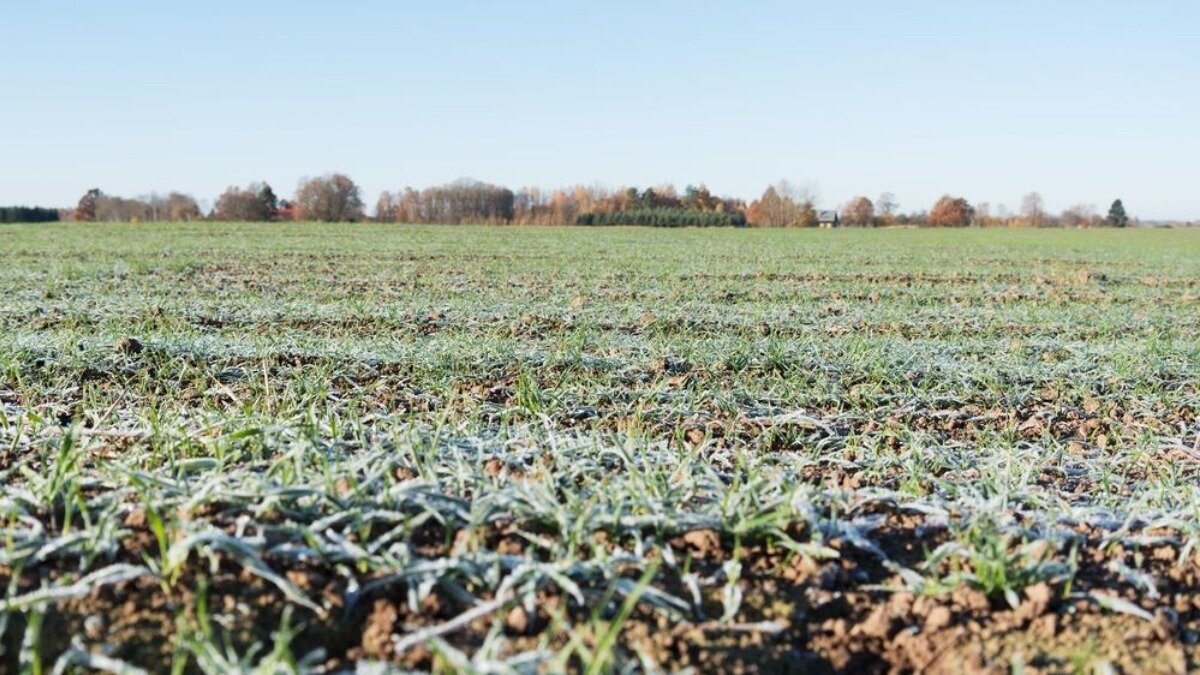 Фото:www.meteovesti.ru Заморозки на посевах озимых