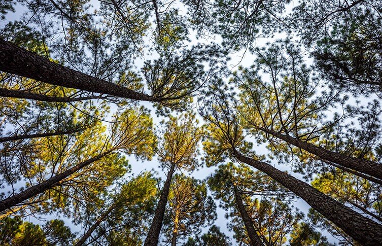 Застенчивость кроны была изучена только у небольшого числа видов деревьев © jack-sooksan через Shutterstock