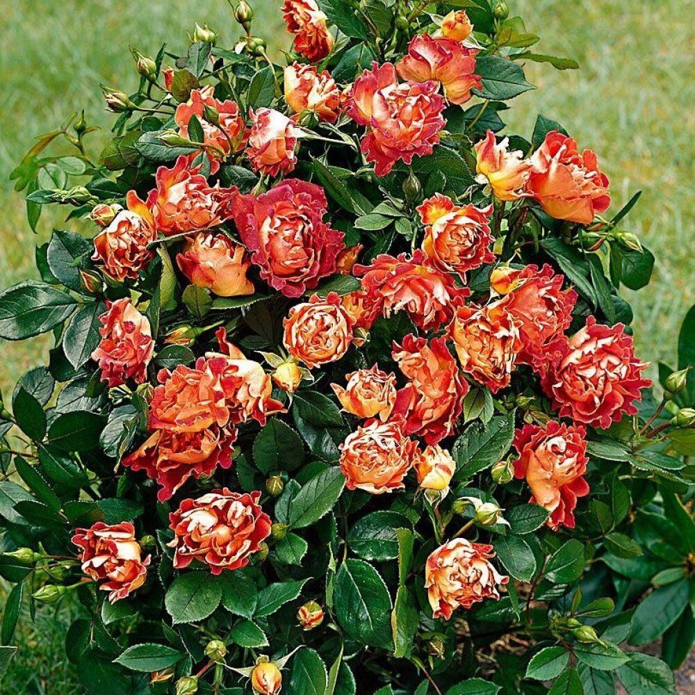 Розы флорибунда описание и фото сорта зимостойкие