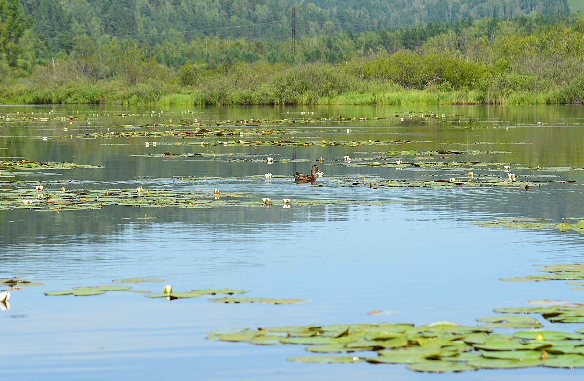 Озеро тальков камень свердловская область. Озеро тальков камень челябинская область. Мочь озеро. Голубое озеро «черек-кёль&. Акташское озеро алтай.