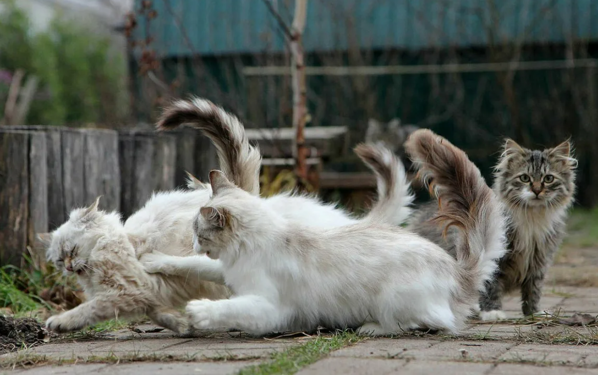 Коты дерутся. Котята дерутся. Коты драка. Коты драчуны.