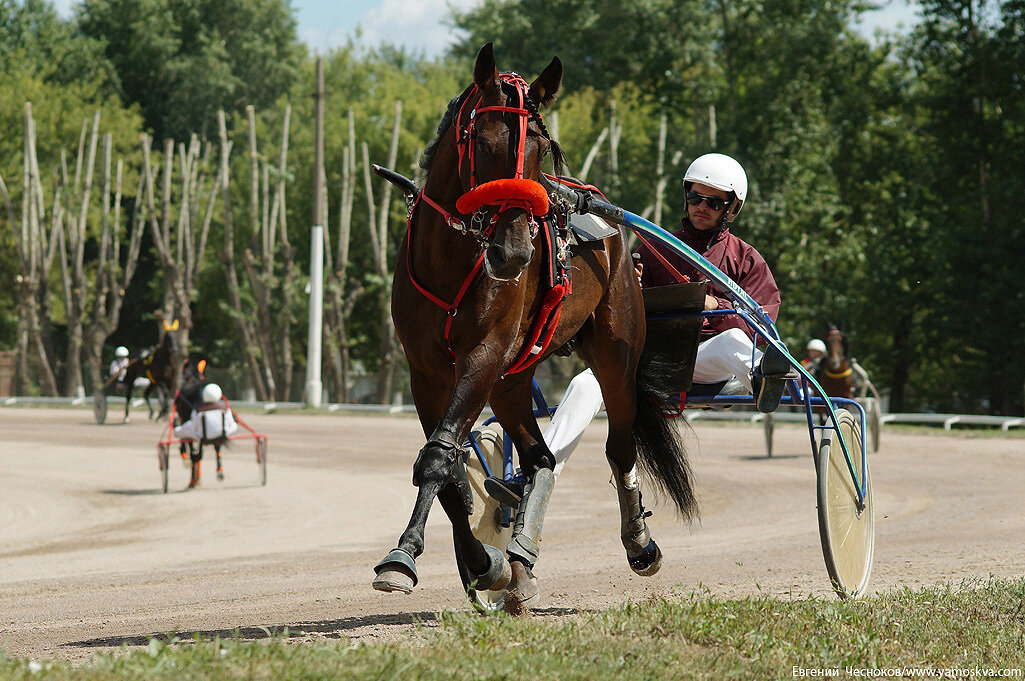 Как называлось место для проведения конных состязаний. Как называлось место для проведения конных состязаний. Horse racing в великобритании. Место проведения для проведения конских состязаний. Как называлось место для проведения конных состязаний.