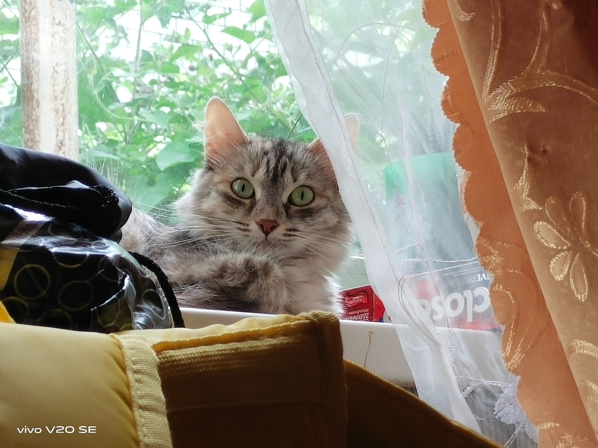 Даже котэ в шоке)